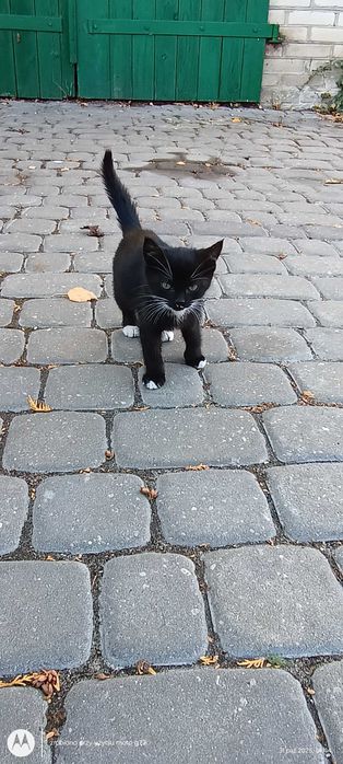 Oddam kotki w dobre ręce