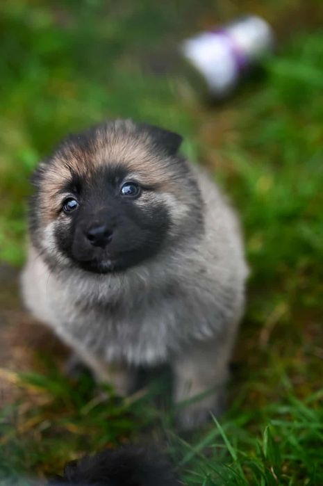 Oddam w dobre ręce szczenięta - Mają i Gucio