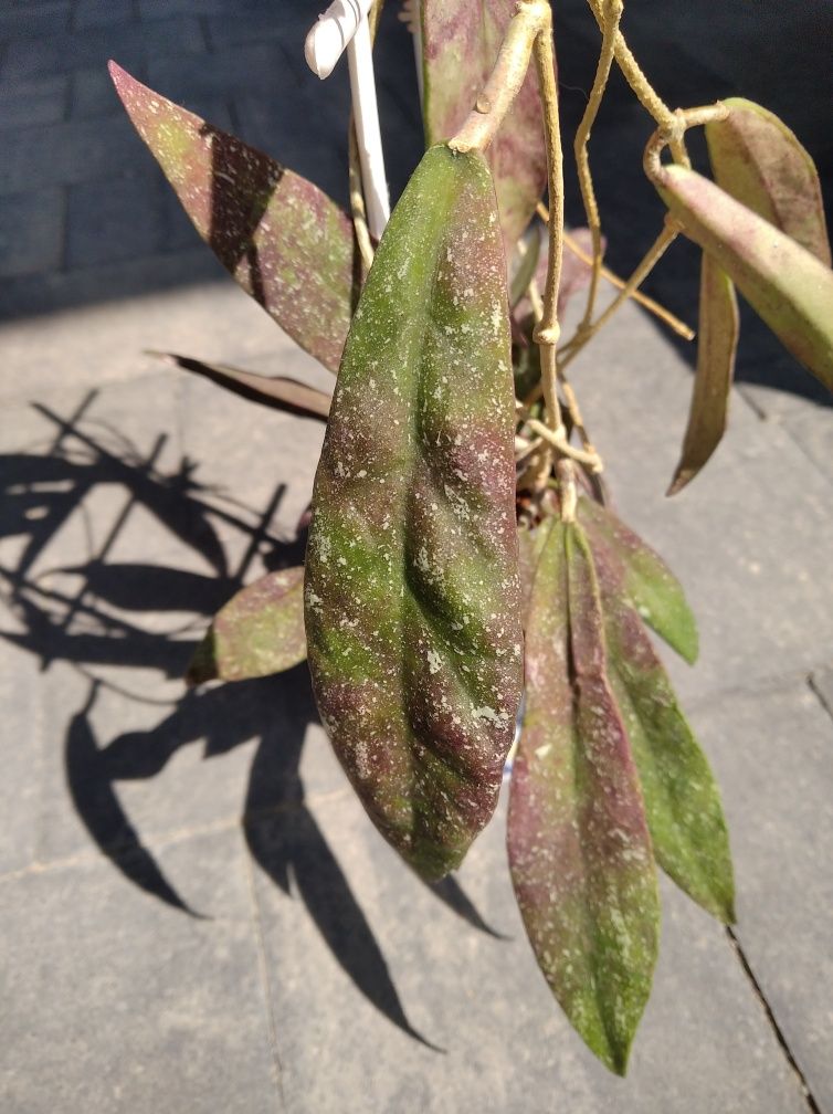 Hoya scortechinii ut001 pink