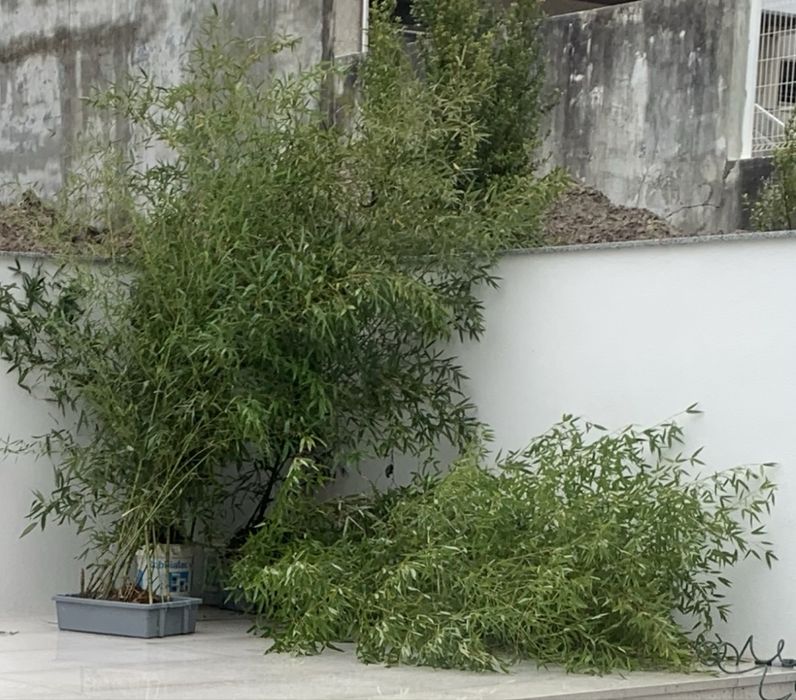 Canas bambu para plantar