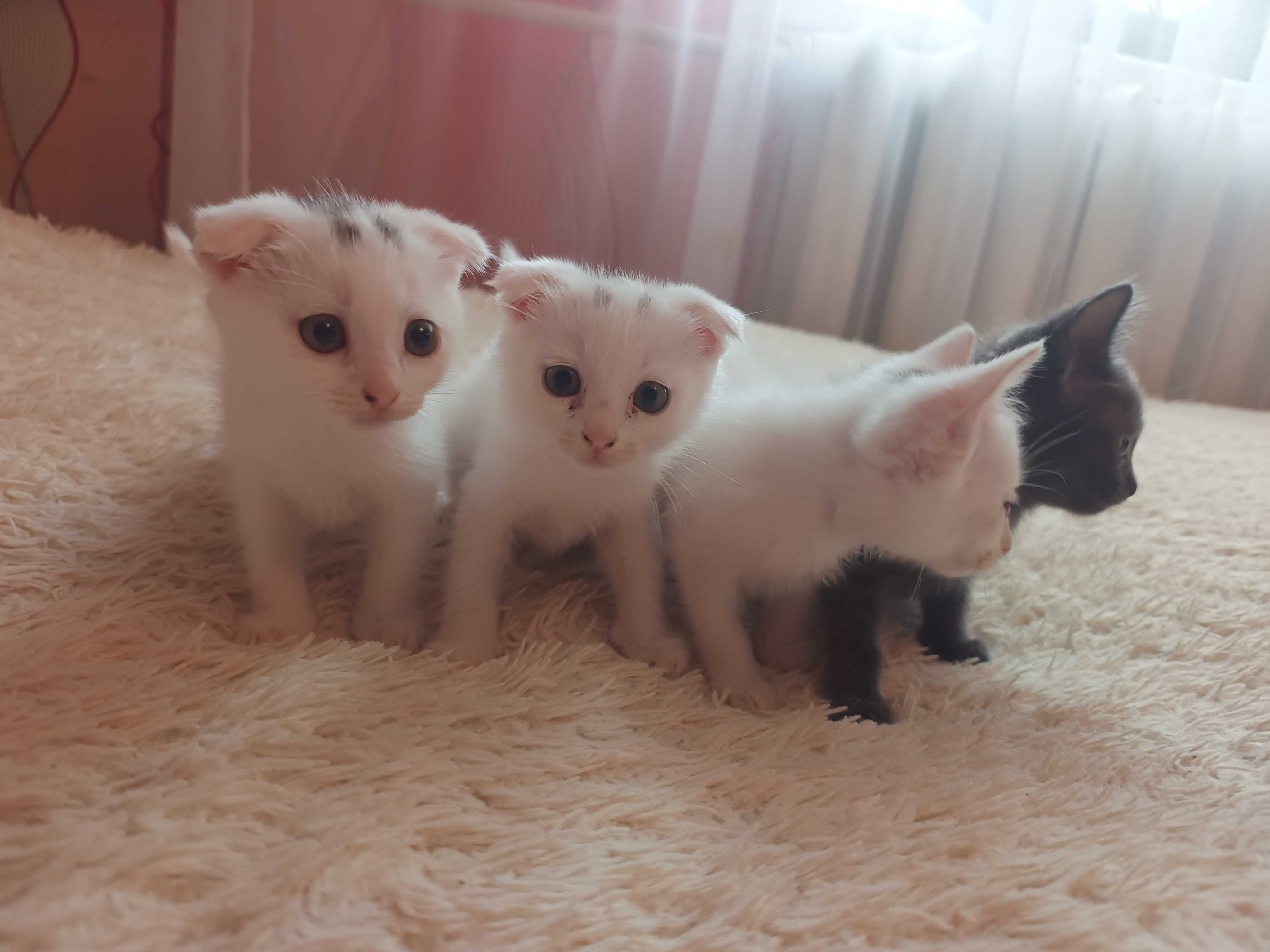 Британські кошенята .
