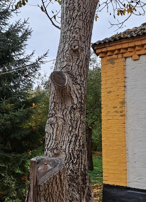 Виріз дерев на дрова, безкоштовно!