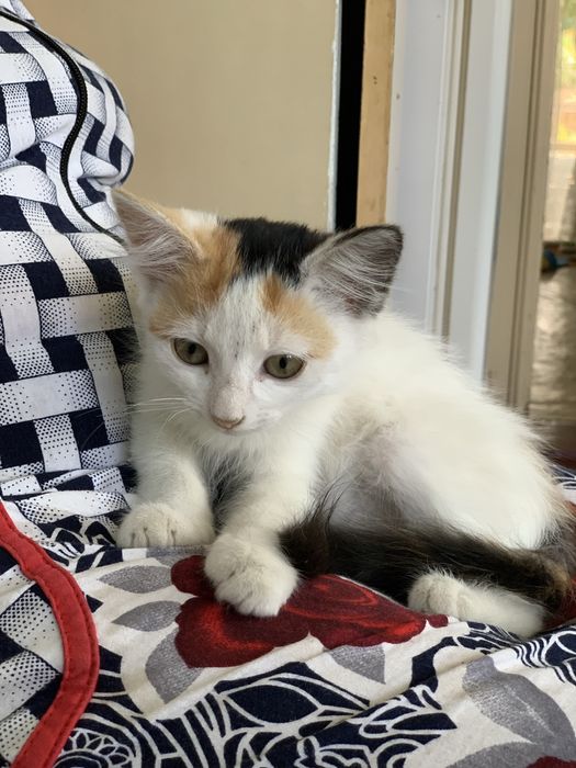 Милая, нежная, тактильная кошечка 1,5-2 месяца