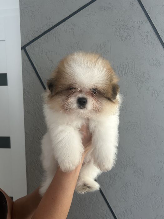 Szpic miniaturowy- pomeranian