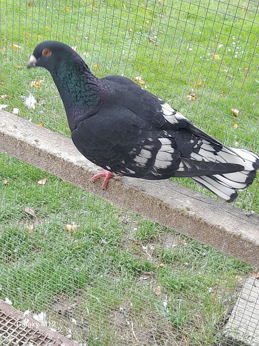 Gołębie pocztowe opal reduced gimel frill rubella tygrysy pensil