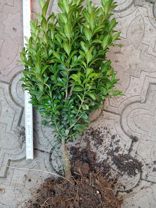 Стрижений бордюрний самшит