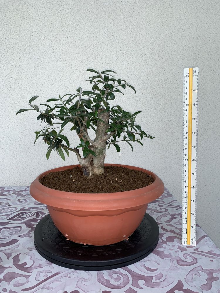 Bonsai Oliveira - fase de Pré-Bonsai