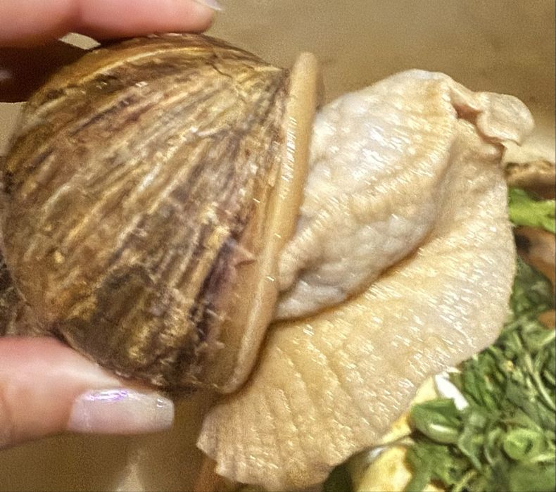 Продам улиток ( косметические, лечебные)