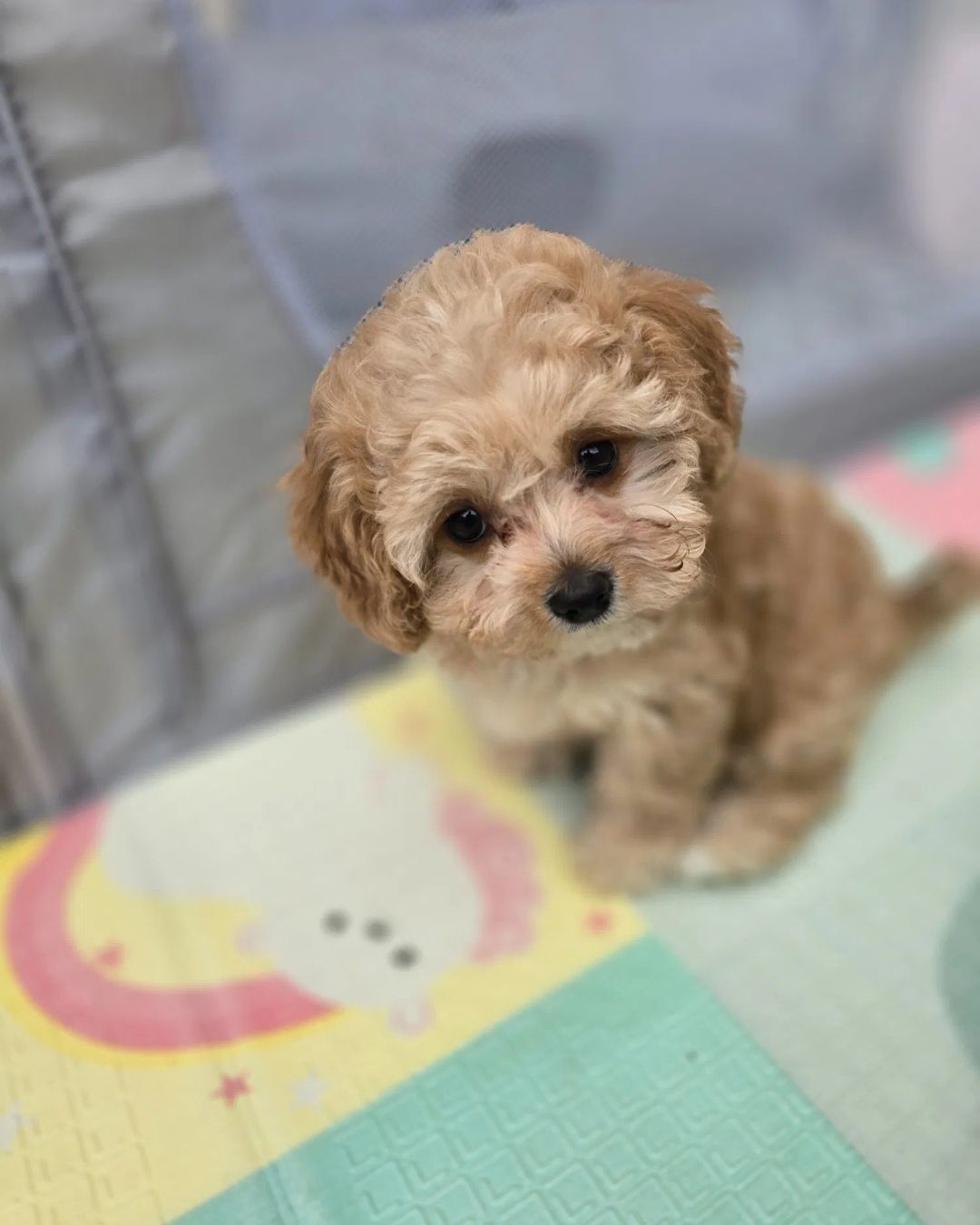 Maltipoo disponível