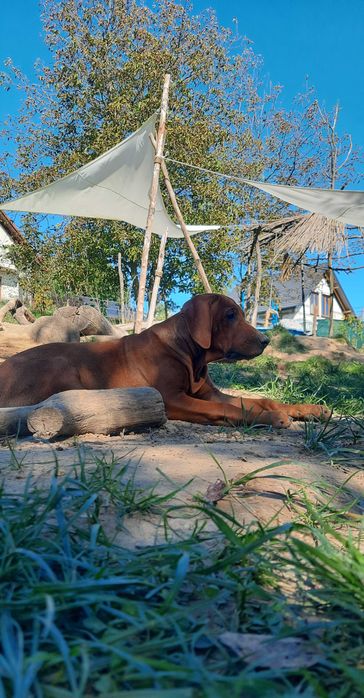 Rodzinny towarzysz życia – szczeniak Rhodesian Ridgeback FCI