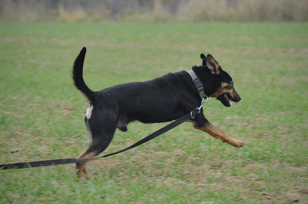 Młody przytulaśny Smyk do adopcji