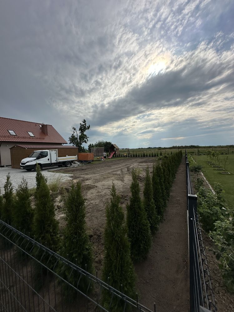 Tuja szmaragd sadzenie ogrodzenie żywopłot transport