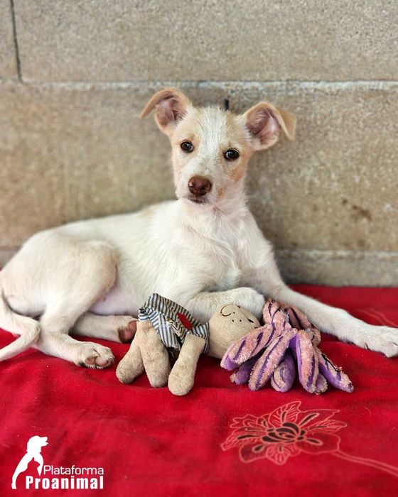 BIANCA - Cadelinha bebe para adoção