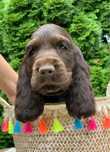 Cocker Spaniel Angielski