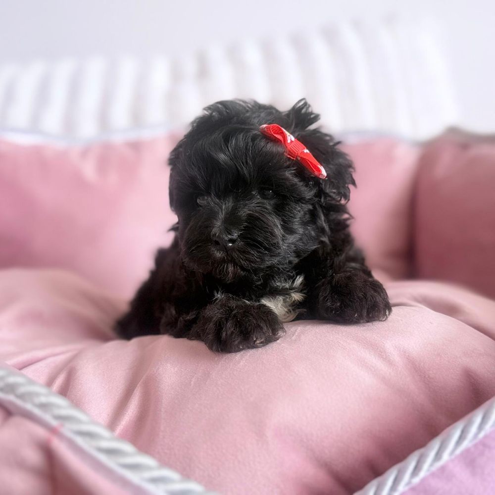 Maltipoo piesek gotowy do odbioru