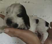 Cocker Spaniel Angielski - piesek