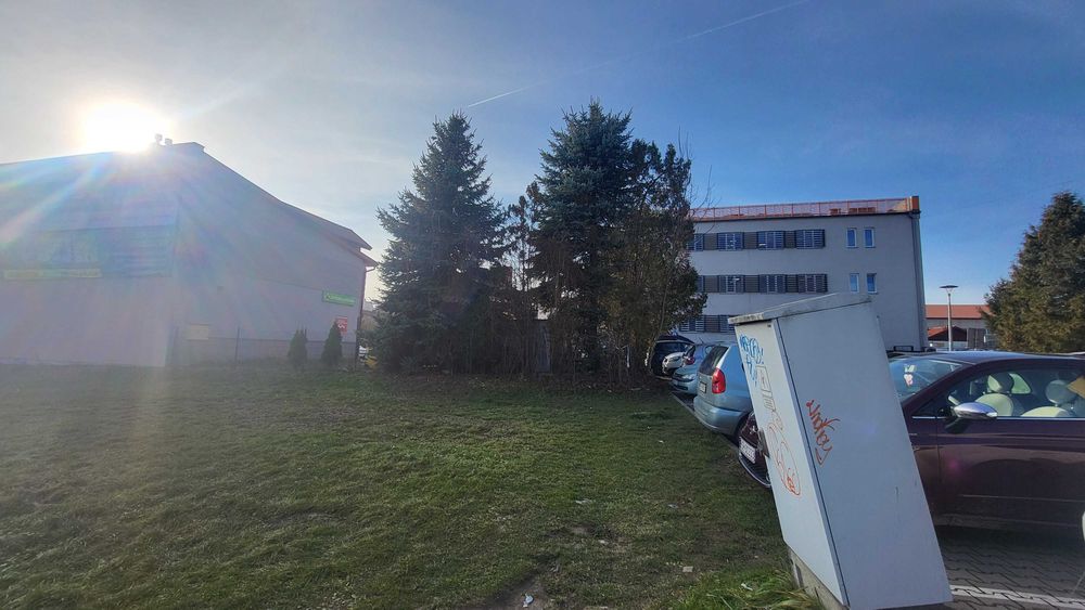 Świerk srebrny 8m wys. 2szt