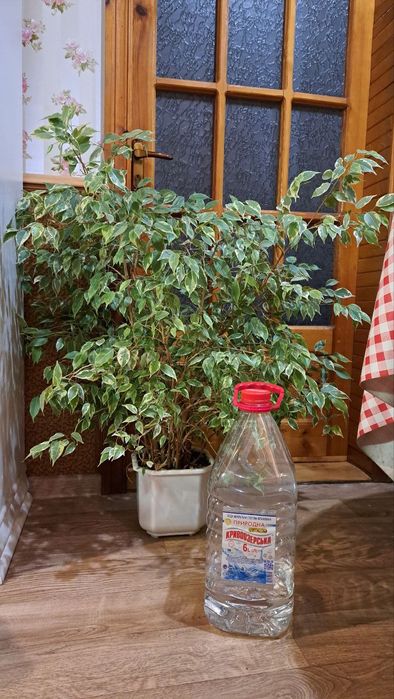 Драцена душистая/шеффлера/опунция