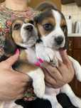 Szczeniak beagle tricolor