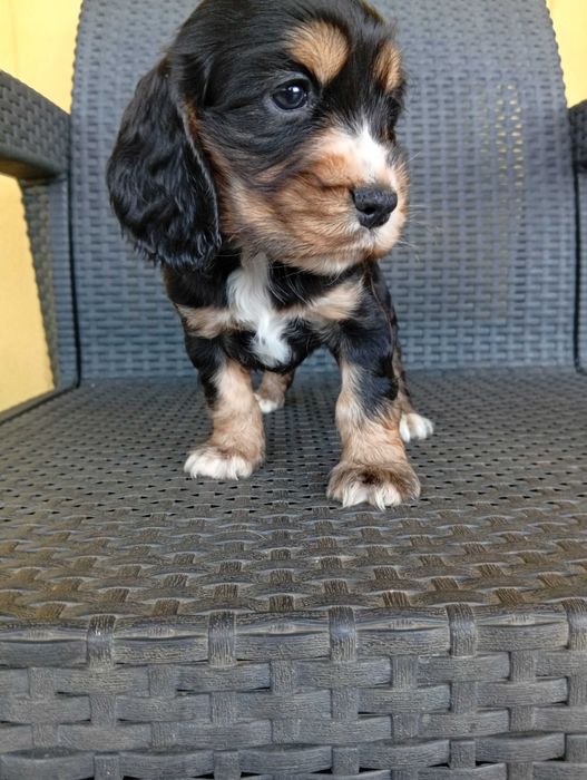 Coocker spaniel inglês