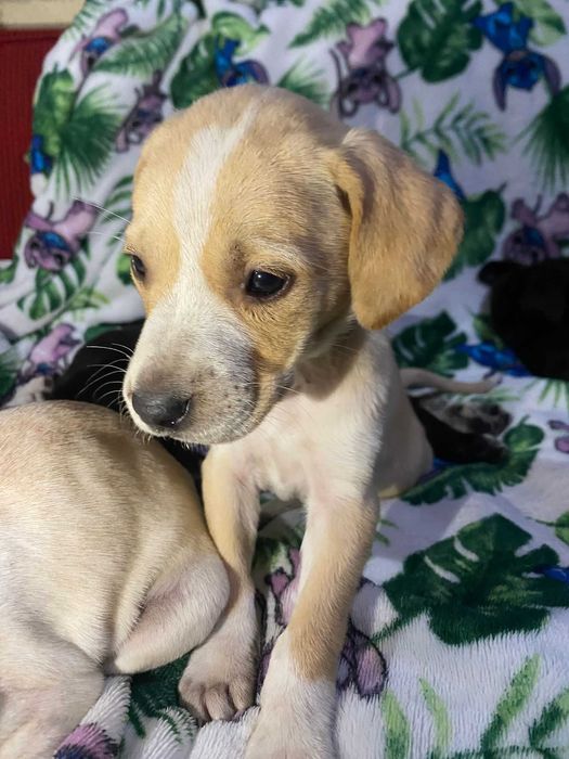 Estes patudos procuram um lar cheio de amor!