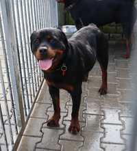 Nadir w typie rottweilera - schronisko