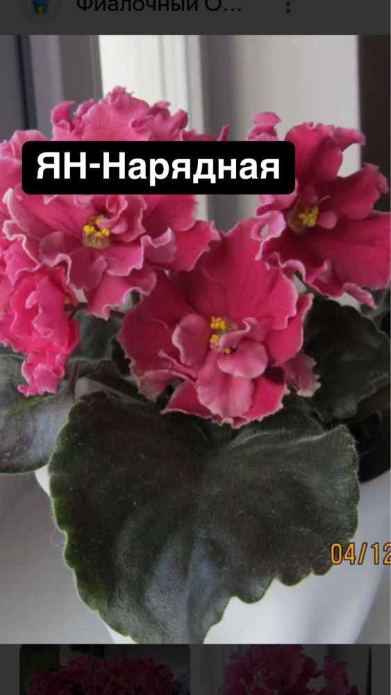 Фіалки,набір 10 шт + 2 подарунка.
