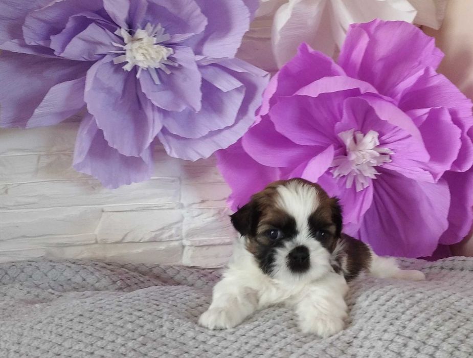 Shih Tzu Lambo pies piękny kolor rodowód