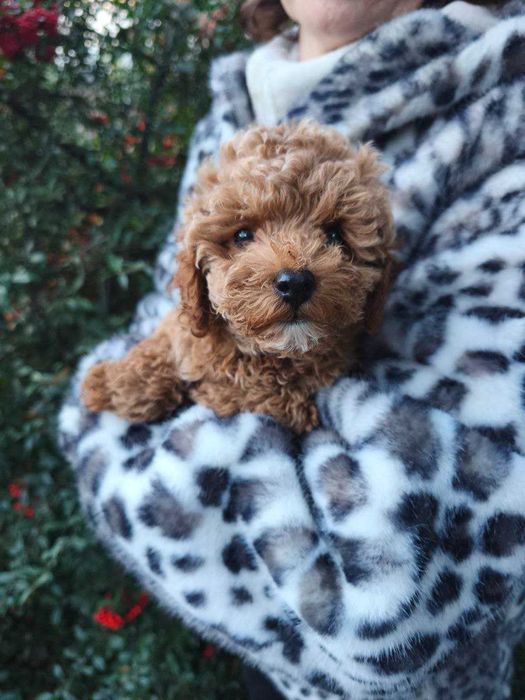 Мальтипу цуценята