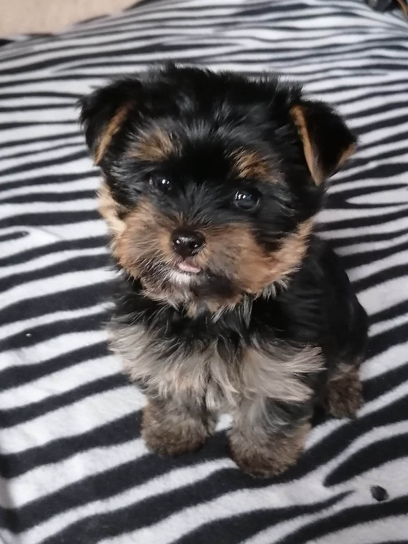 Продам цуценя Yorkshire Terrier