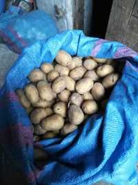 Ziemniaki jak sadzeniaki Madeira PL smaczne, lubelskie, Kock