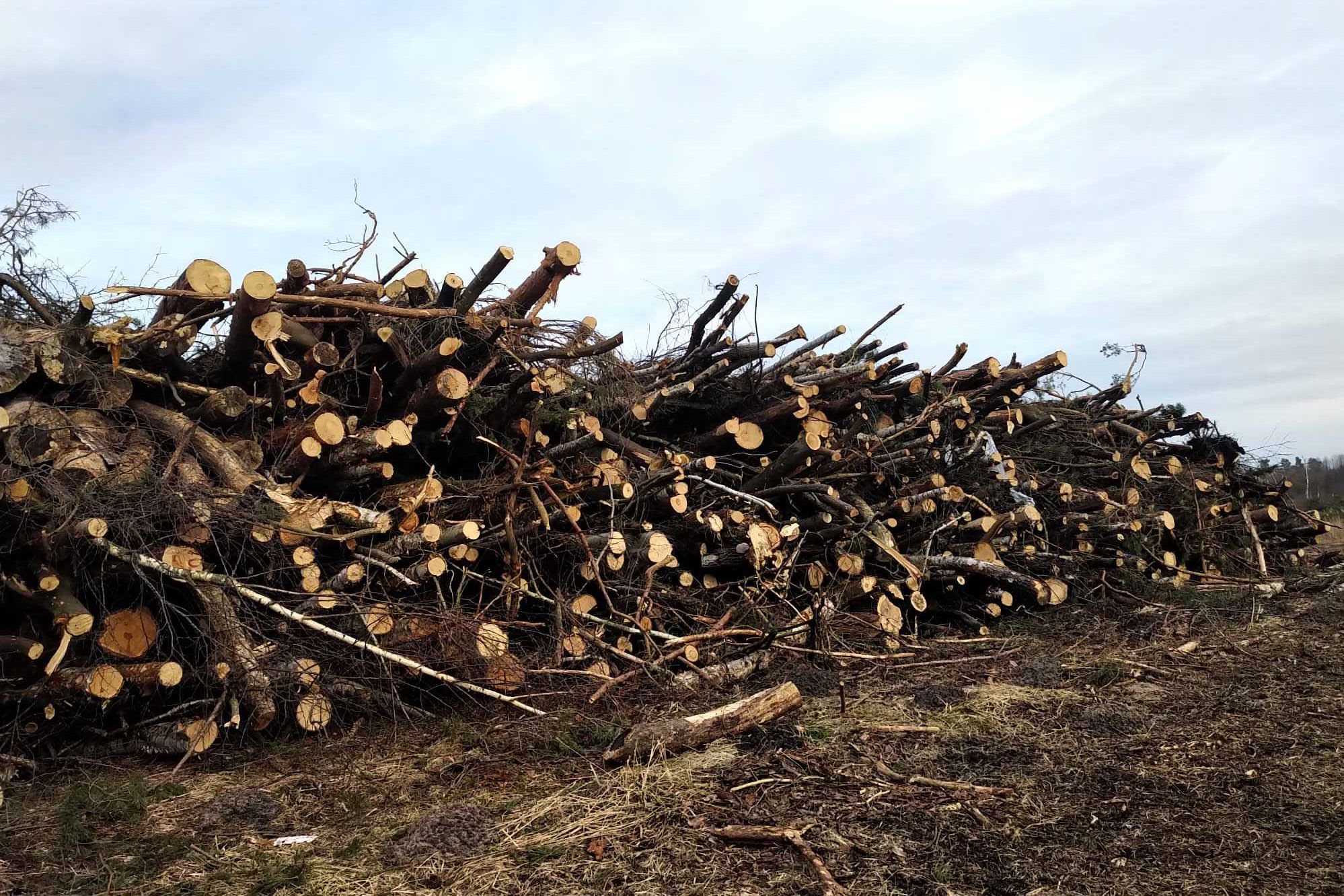 Biomasa zrębka//usługa zrębkowania/wycinka drzew, samosiewów