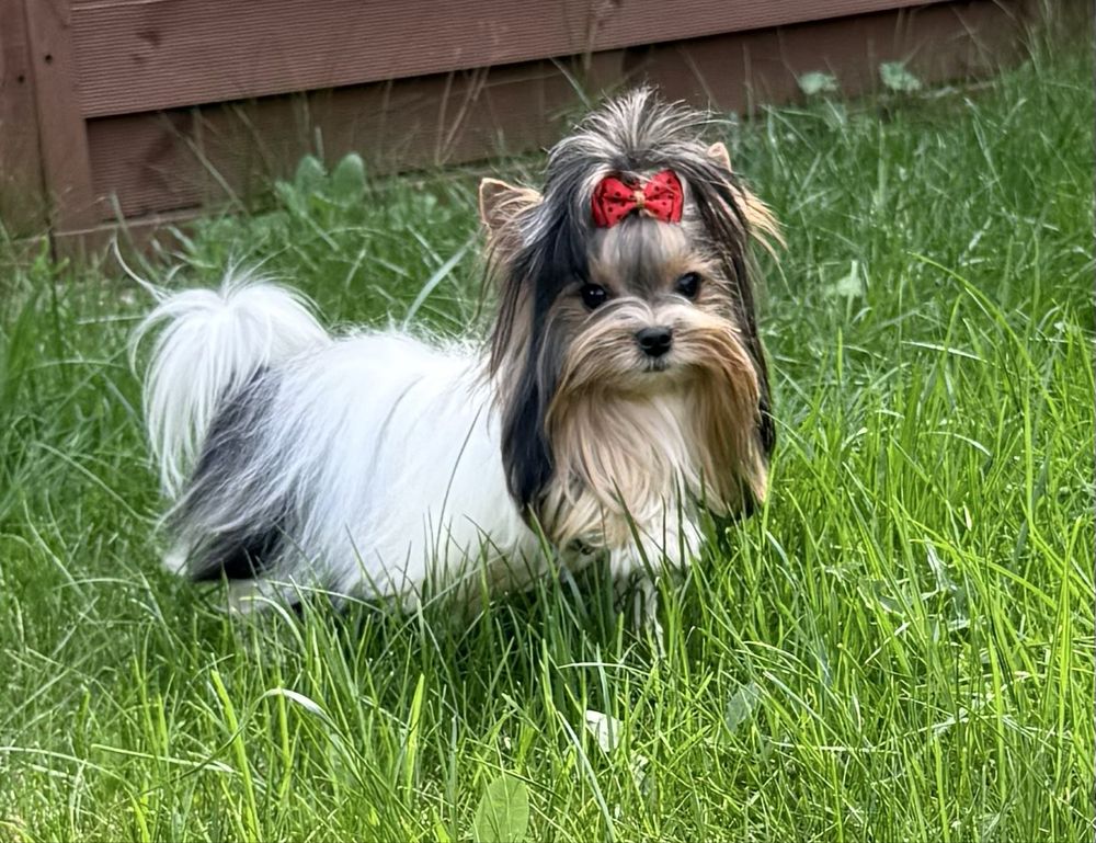 York Biewer piesek XS MINI z rodowodem Yorki Yorkshire Terrier