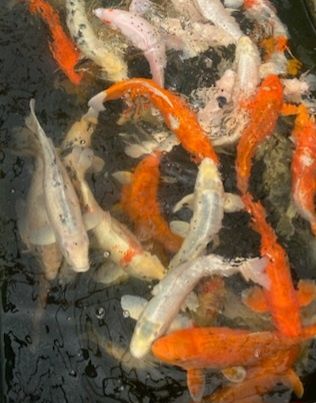 Karp Narybek kroczek Lin Karaś Wysyłka  Dowóz