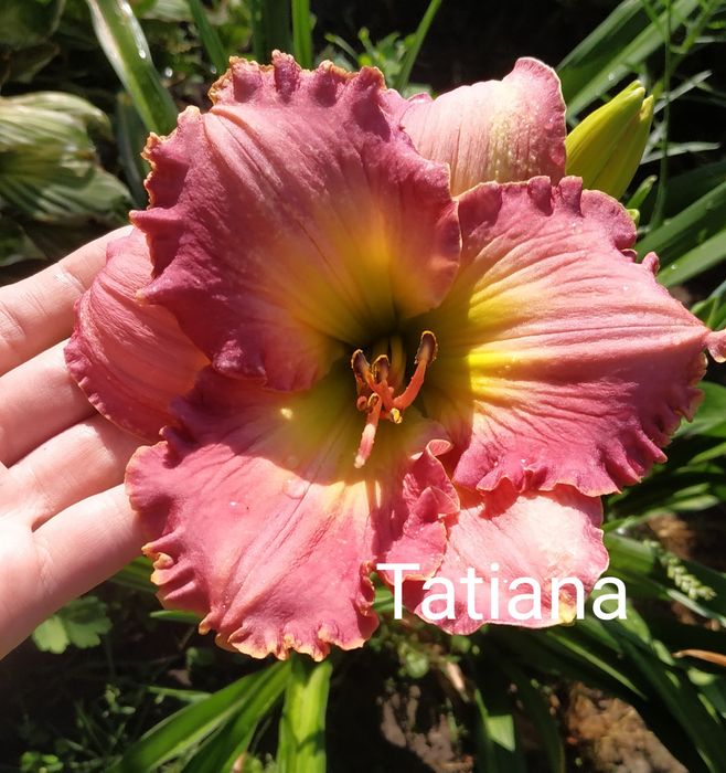 Деленка лилейника