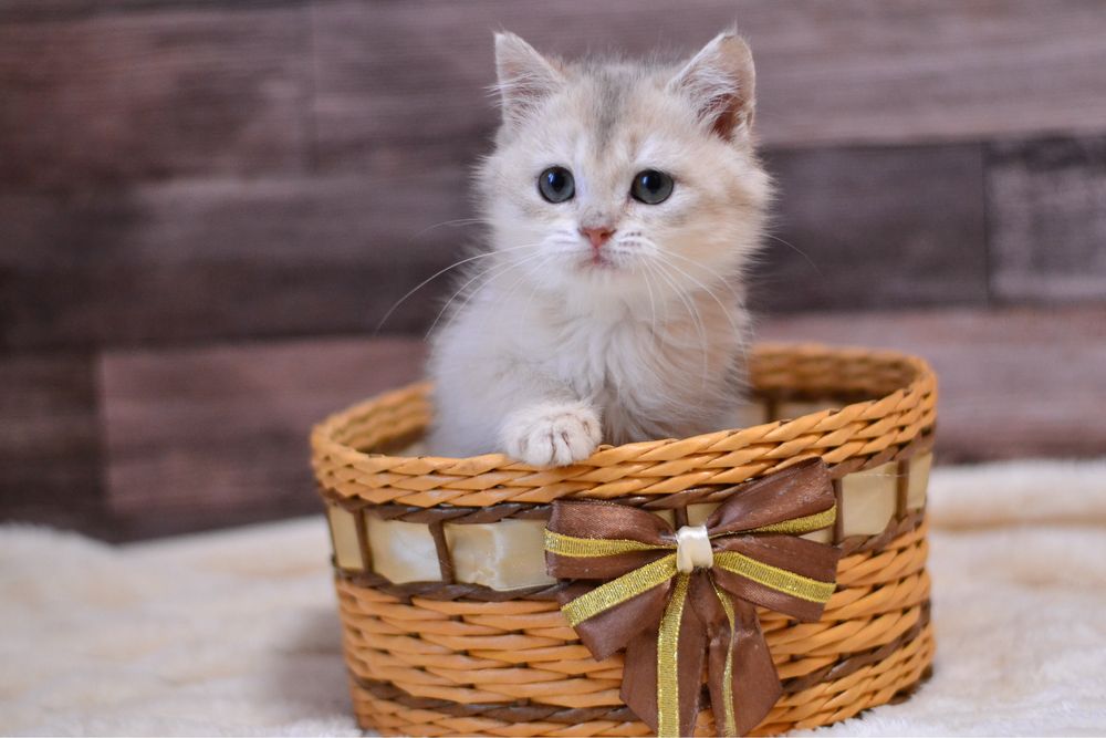 Британська дівчинка в гарні ручки