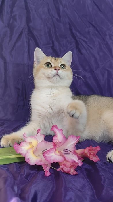 Очень милые котята прямоухие золотая шиншилла мальчик девочка
