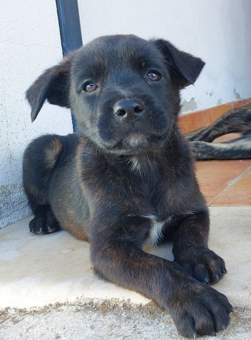 Cão de Fila de São Miguel