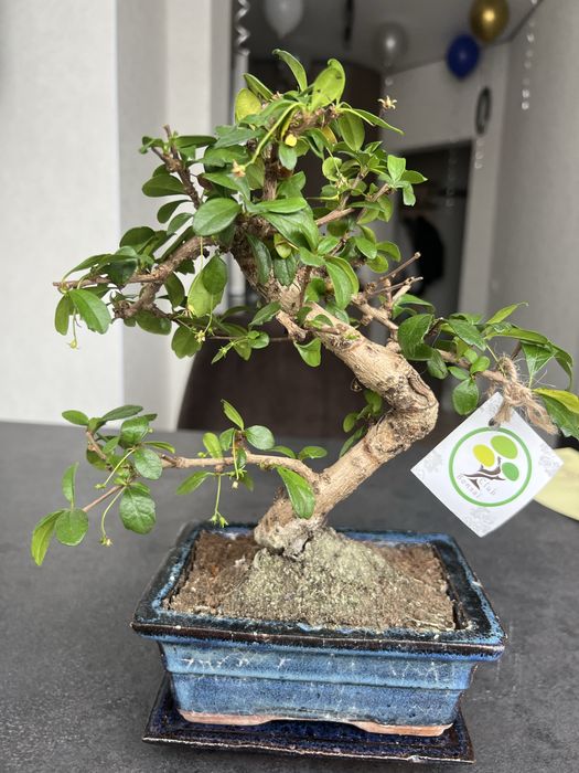 Дерево Бонсай декоративне