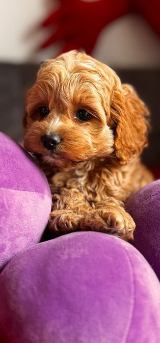 Cudnej urody cocapoo - pudel i cocker spaniel amerykański