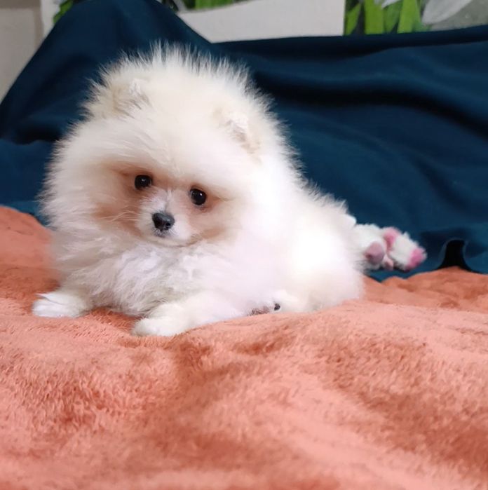 Хлопчики померанського шпіца