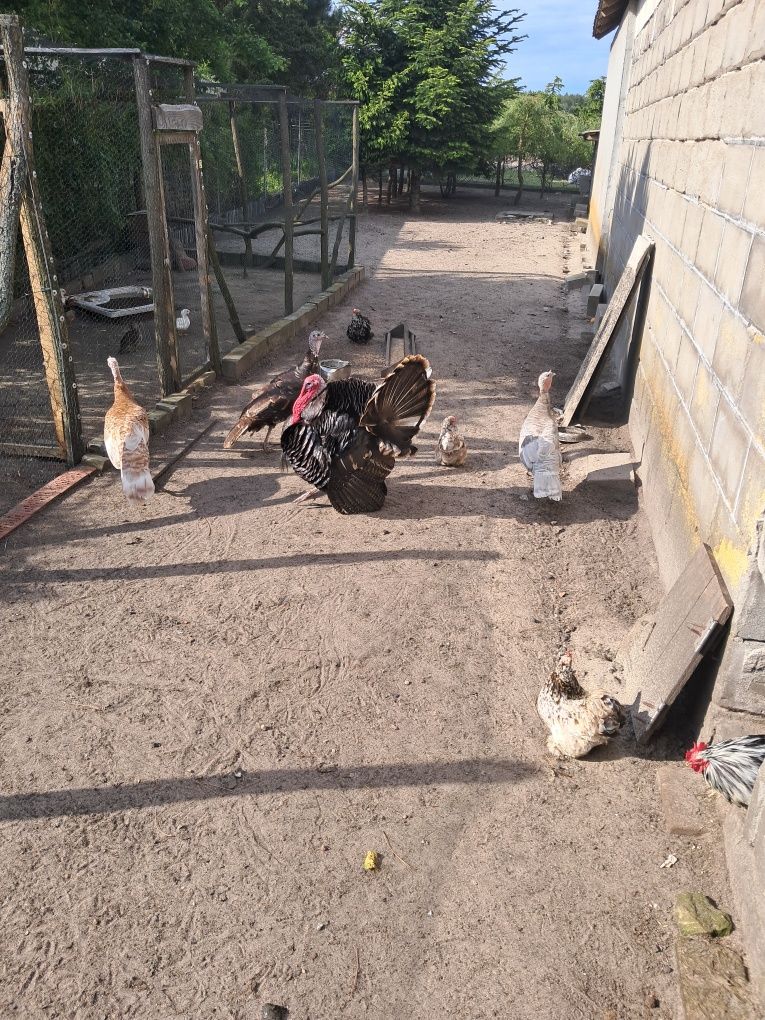 Indyki różne barwy