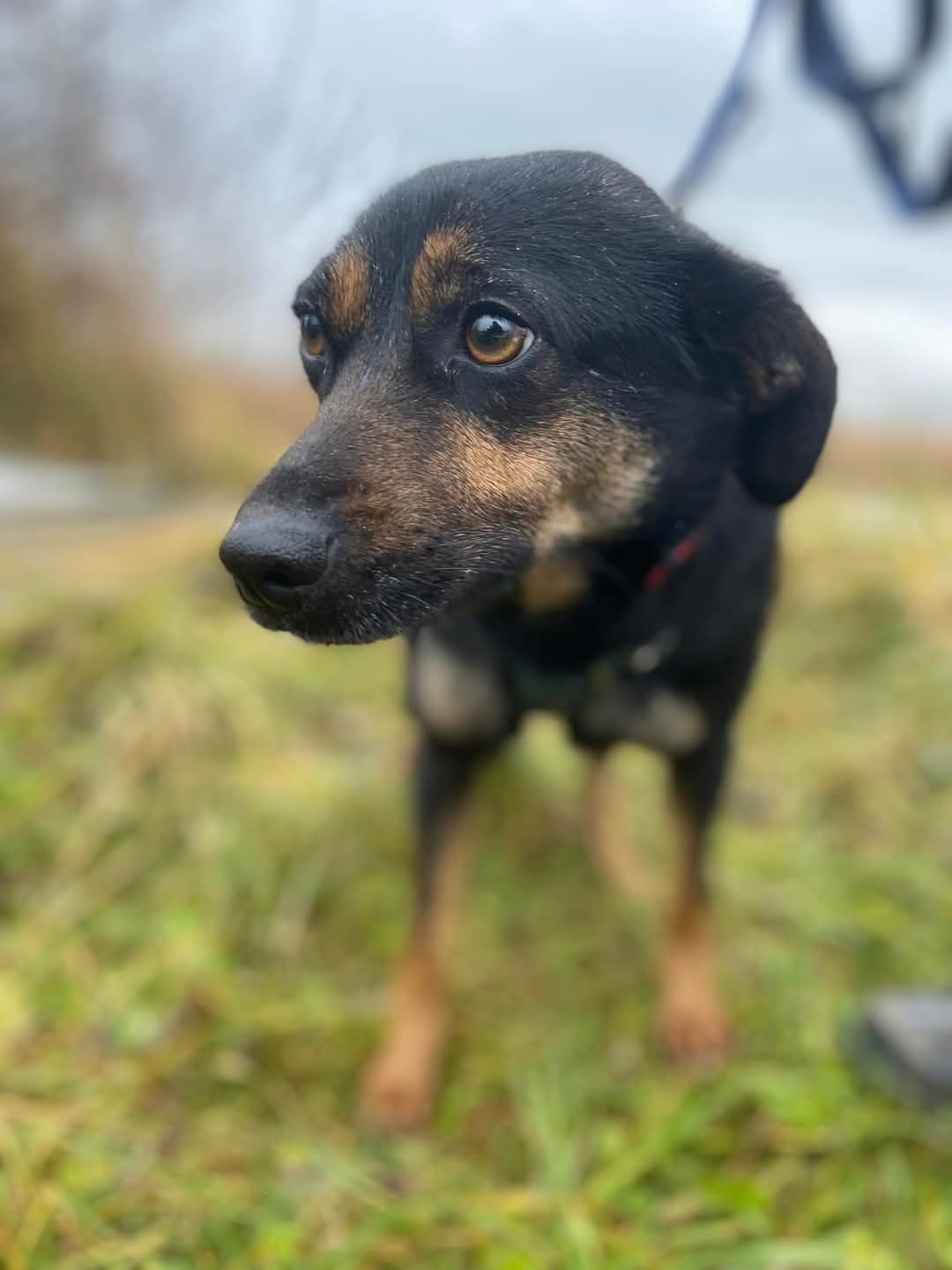 Malutka i młodziutka sunia do adopcji
