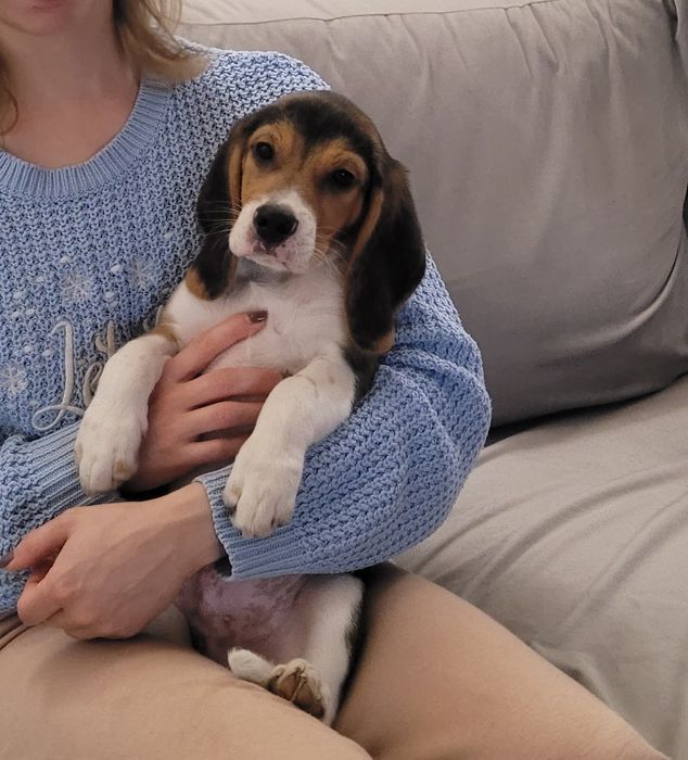 Beagle   śliczny  piesek