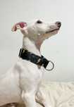 Whippet szczeniak samiec