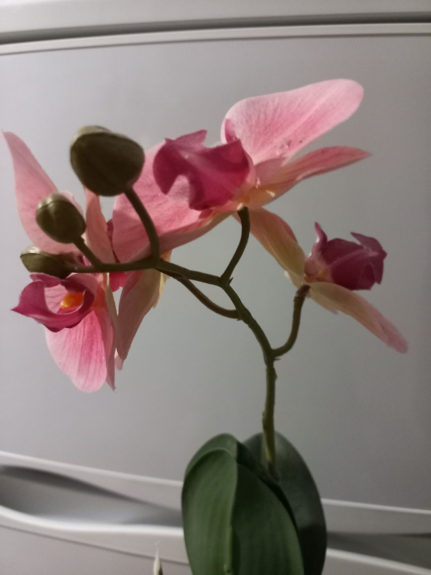 Орхідея штучна рожева