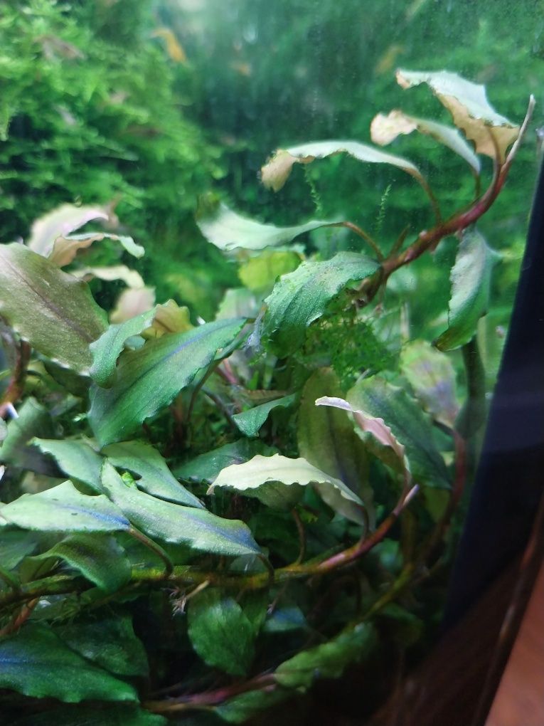 Bucephalandra szczepki