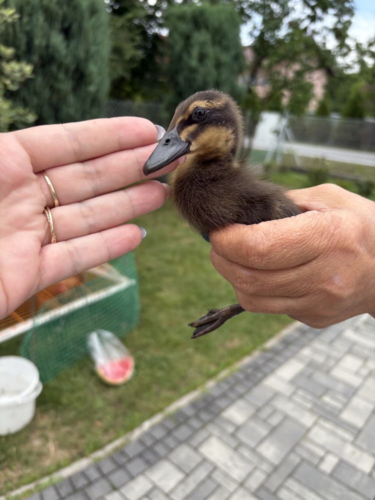 Kaczki biegusy indyjskie POGROMCY ŚLIMAKÓW