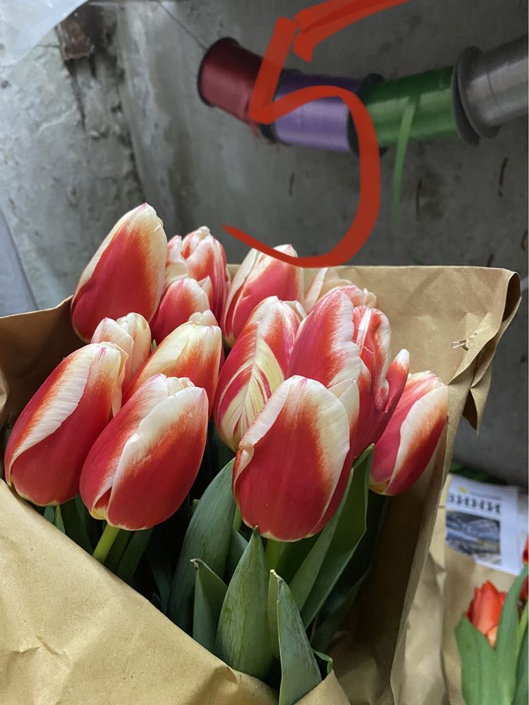 Продам цибулини тюльпанів