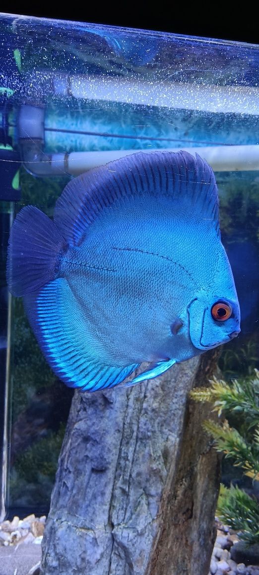 Peixe Discus Blue Diamond